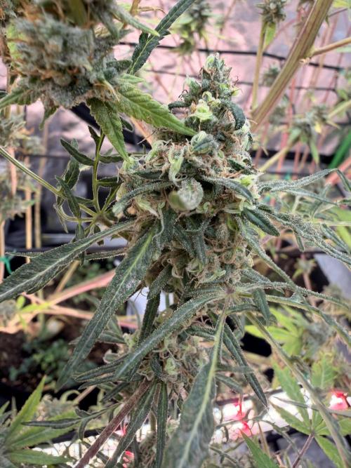 Dickeknolle2.0. Week 7
