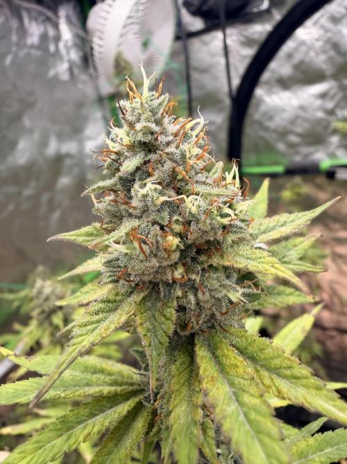 Dickeknolle2.0. Week 7 - Think Tank