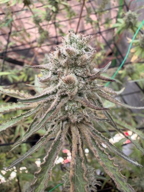 Dickeknolle2.0. Week 7 - Chimichanga2#