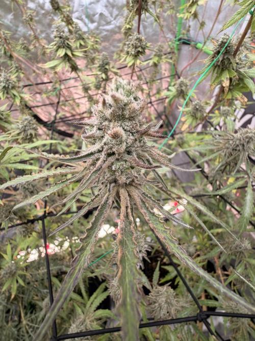 Dickeknolle2.0. Week 7