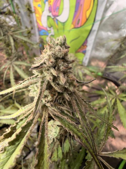 Dickeknolle2.0. Week 7