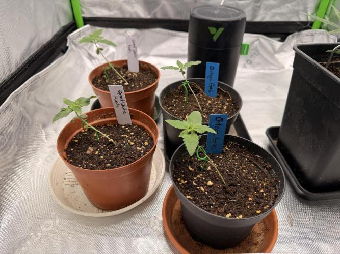 HubaSeedBank_Great White Kush_Ortega Gas. Week 2