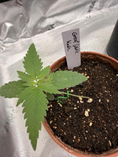 HubaSeedBank_Great White Kush_Ortega Gas. Week 2