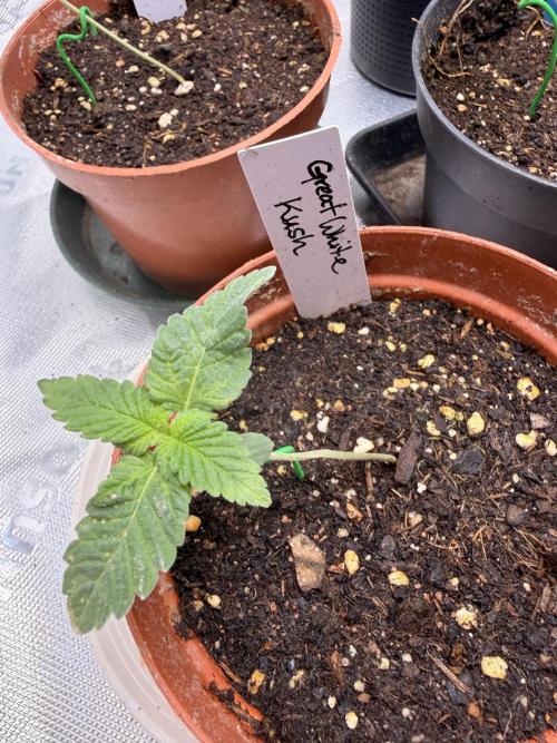 HubaSeedBank_Great White Kush_Ortega Gas. Week 2
