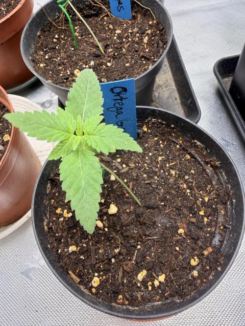 HubaSeedBank_Great White Kush_Ortega Gas. Week 2