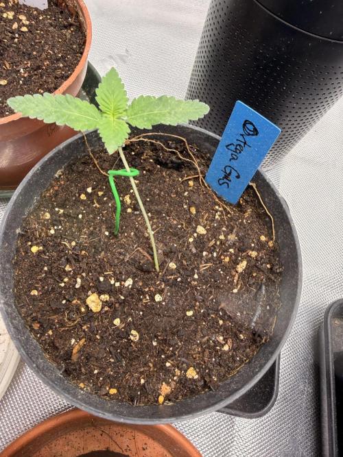 HubaSeedBank_Great White Kush_Ortega Gas. Week 2