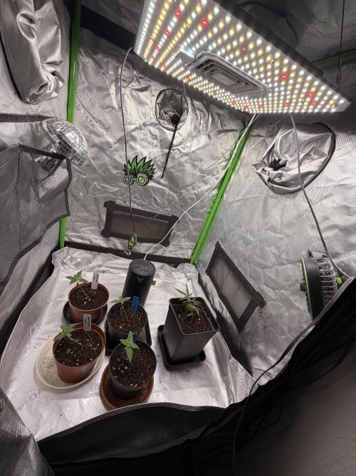 HubaSeedBank_Great White Kush_Ortega Gas. Week 2