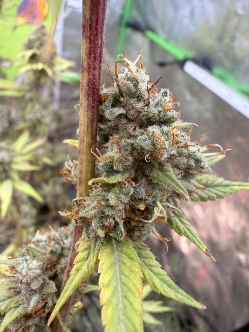 Dickeknolle2.0. Week 8 - Think Tank