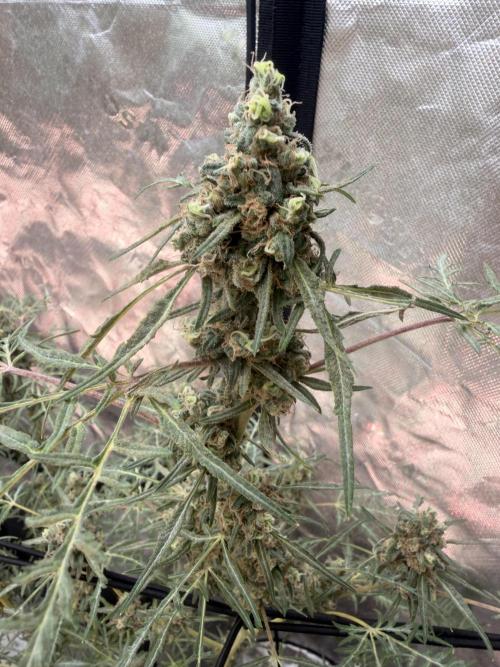 Dickeknolle2.0. Week 8 - Menta de Croco