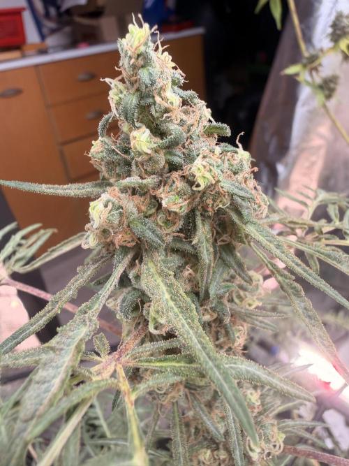 Dickeknolle2.0. Week 8 - Menta de Croco