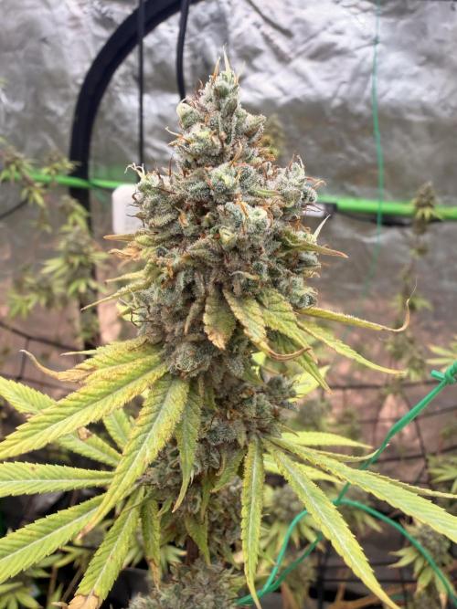Dickeknolle2.0. Week 8 - Think Tank