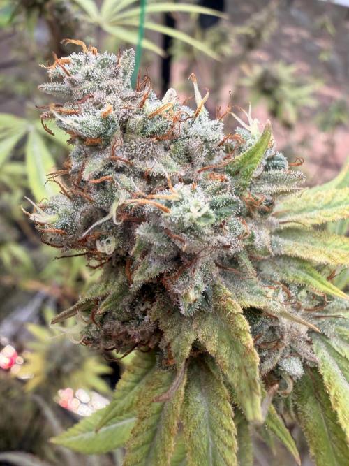 Dickeknolle2.0. Week 8 - Think Tank