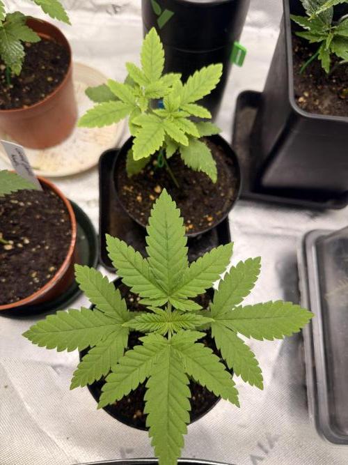 HubaSeedBank_Great White Kush_Ortega Gas. Week 3 - Ortega Gas