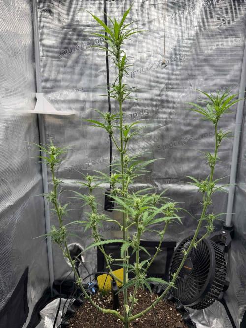 King Kong. Week 6 - Erste Mal entlaubt