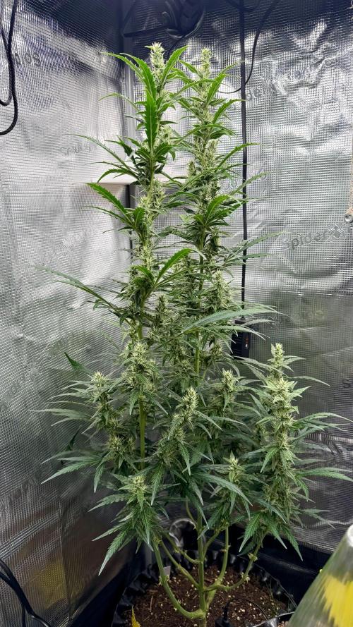King Kong. Week 8