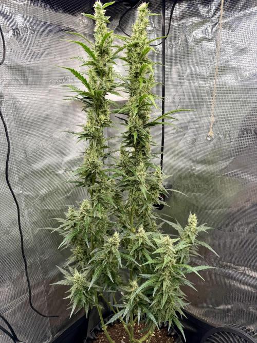 King Kong. Week 9