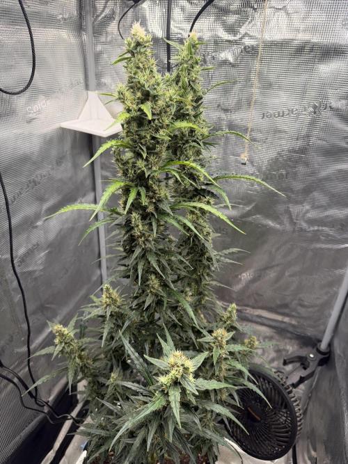 King Kong. Week 10