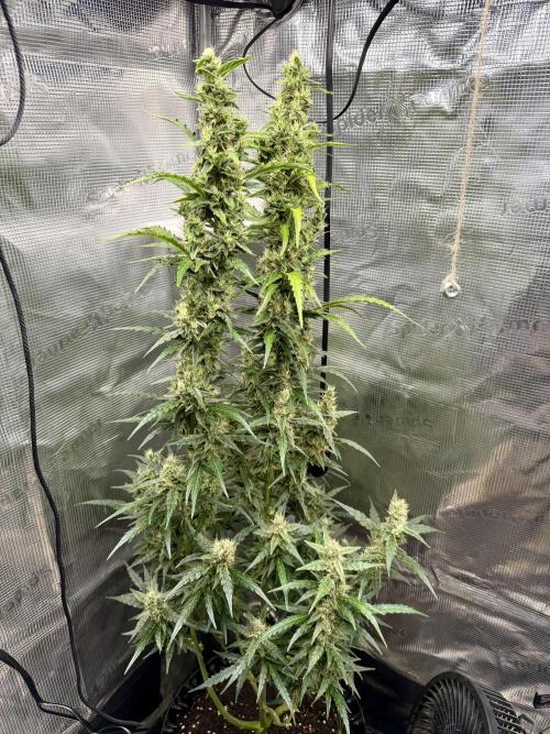 King Kong. Week 10