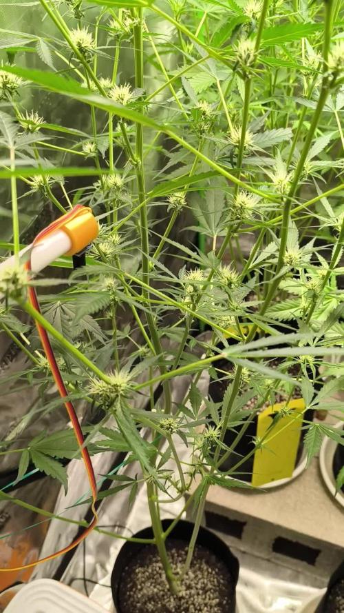 Lemon Cherry Cookies