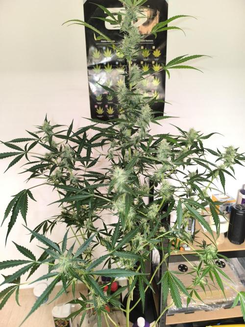 Lemon Cherry Cookies. Week 7