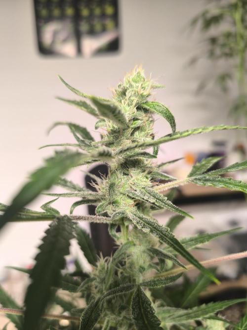 Lemon Cherry Cookies. Week 7