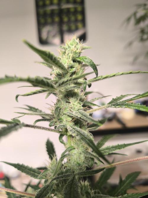 Lemon Cherry Cookies. Week 7