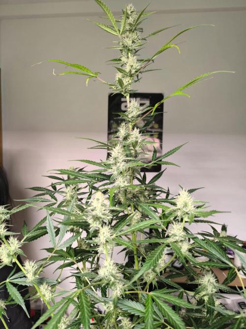 Lemon Cherry Cookies. Week 8