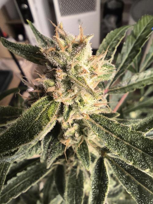 Lemon Cherry Cookies. Week 8