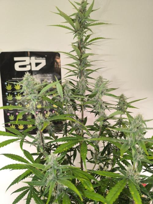 Lemon Cherry Cookies. Week 8