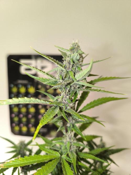 Lemon Cherry Cookies. Week 8