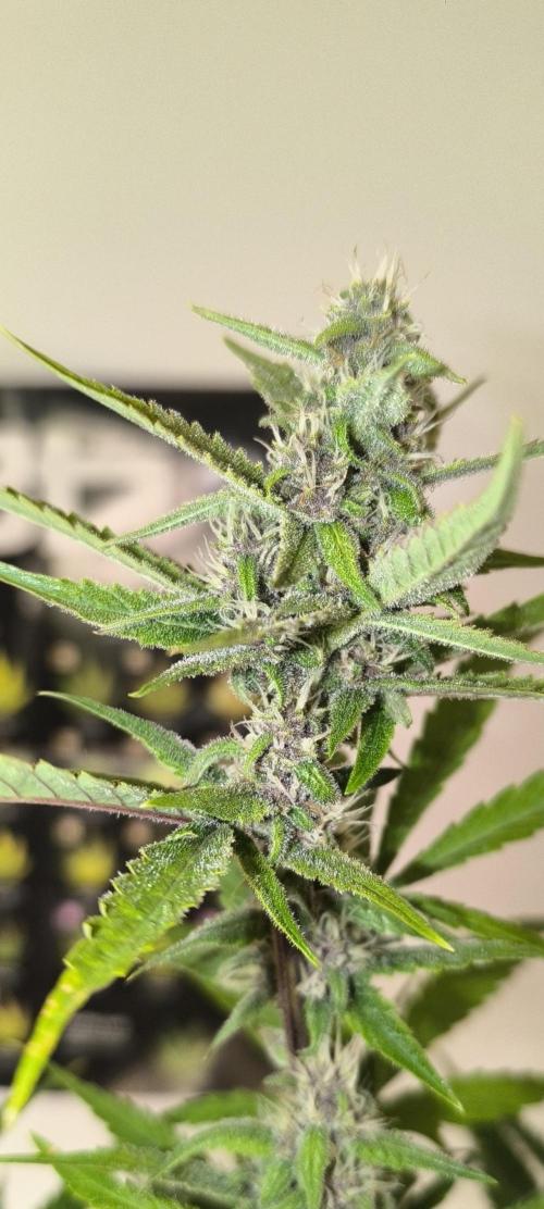 Lemon Cherry Cookies. Week 8