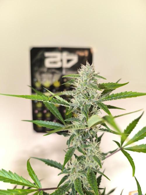 Lemon Cherry Cookies. Week 8