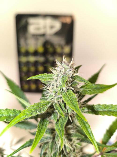 Lemon Cherry Cookies. Week 8