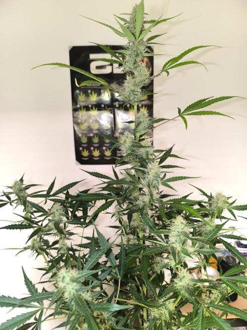 Lemon Cherry Cookies. Week 8