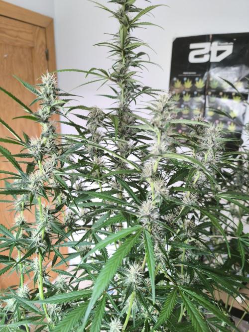 Lemon Cherry Cookies. Week 8