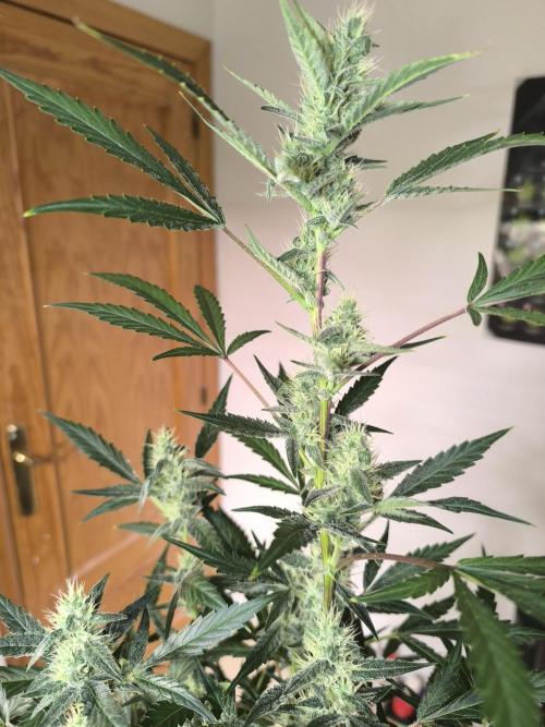 Lemon Cherry Cookies. Week 8