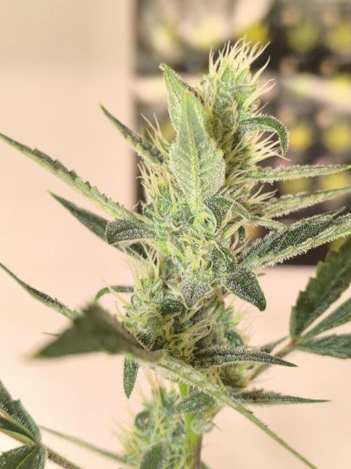 Lemon Cherry Cookies. Week 8