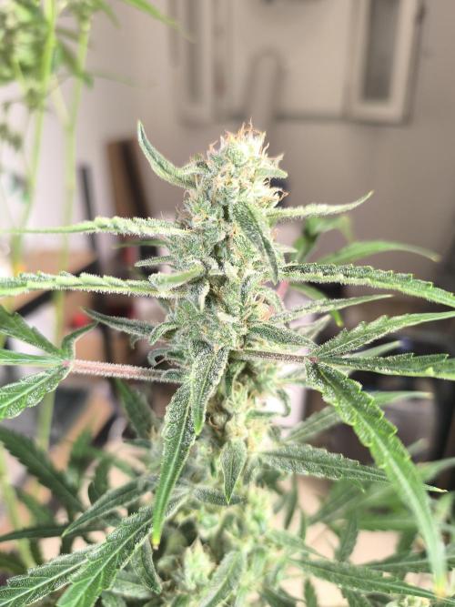 Lemon Cherry Cookies. Week 8