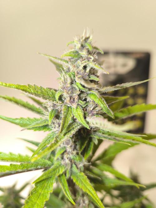 Lemon Cherry Cookies. Week 8