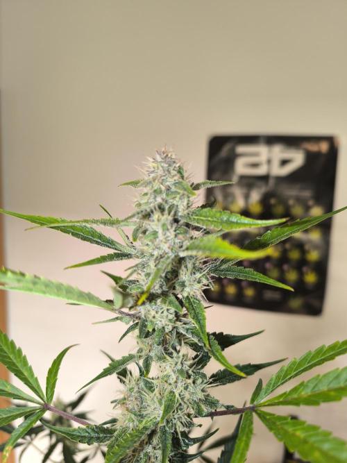 Lemon Cherry Cookies. Week 8