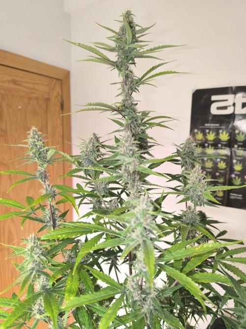 Lemon Cherry Cookies. Week 8