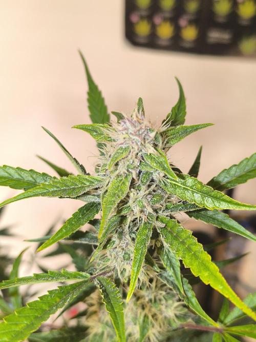 Lemon Cherry Cookies. Week 8