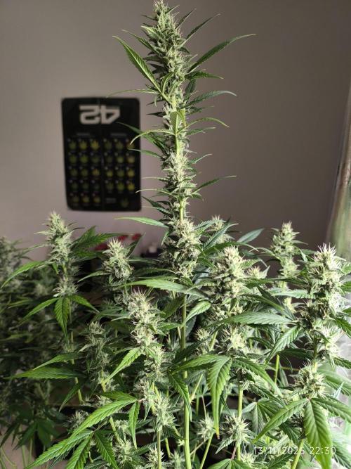 Lemon Cherry Cookies. Week 8