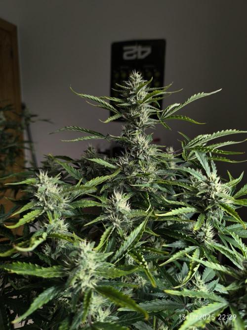 Lemon Cherry Cookies. Week 8