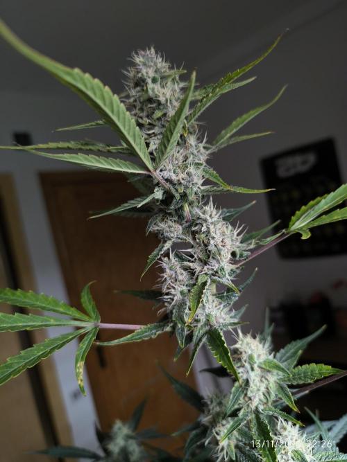 Lemon Cherry Cookies. Week 8