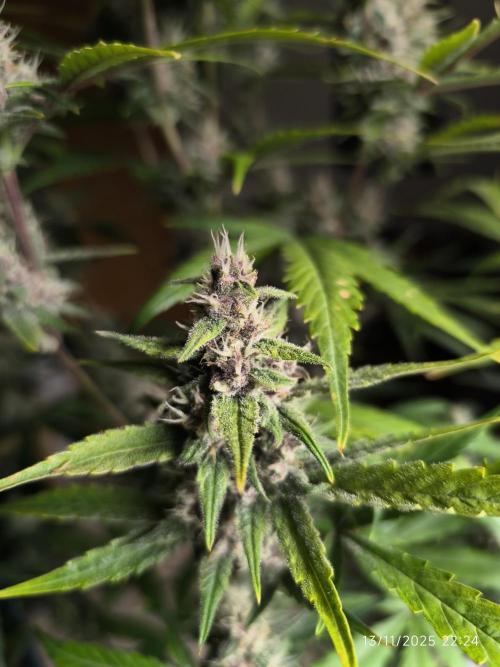 Lemon Cherry Cookies. Week 8