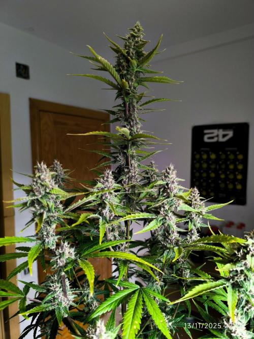 Lemon Cherry Cookies. Week 8