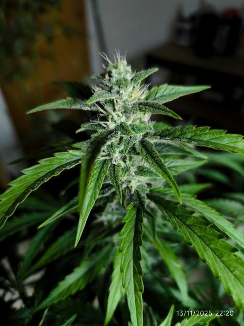 Lemon Cherry Cookies. Week 8