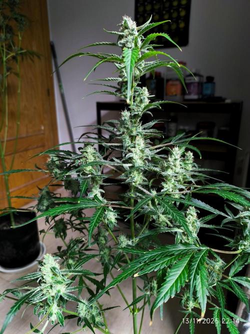 Lemon Cherry Cookies. Week 8