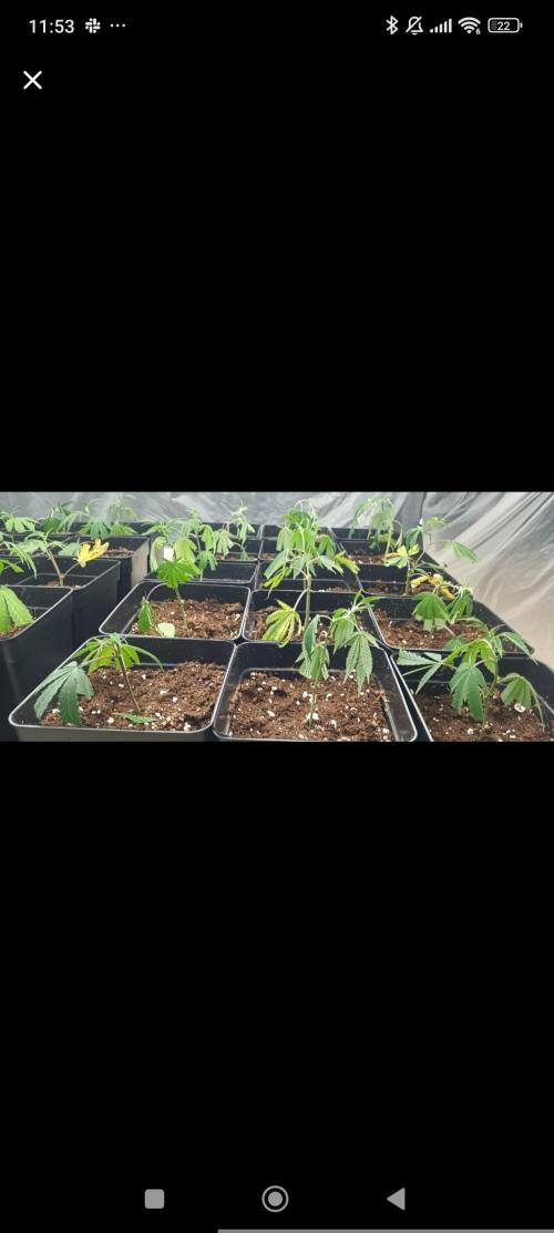 Kritikal Bilbo SOG. Week 0